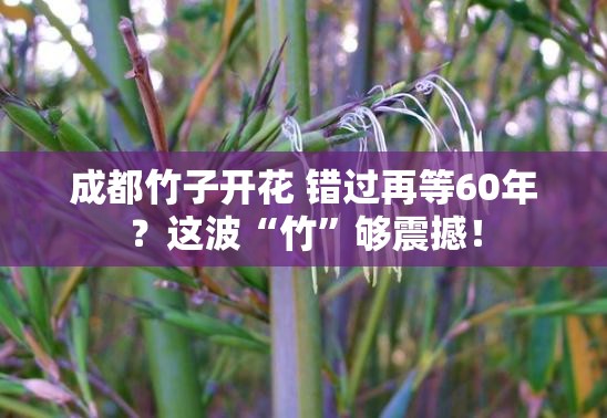 成都竹子开花 错过再等60年？这波“竹”够震撼！